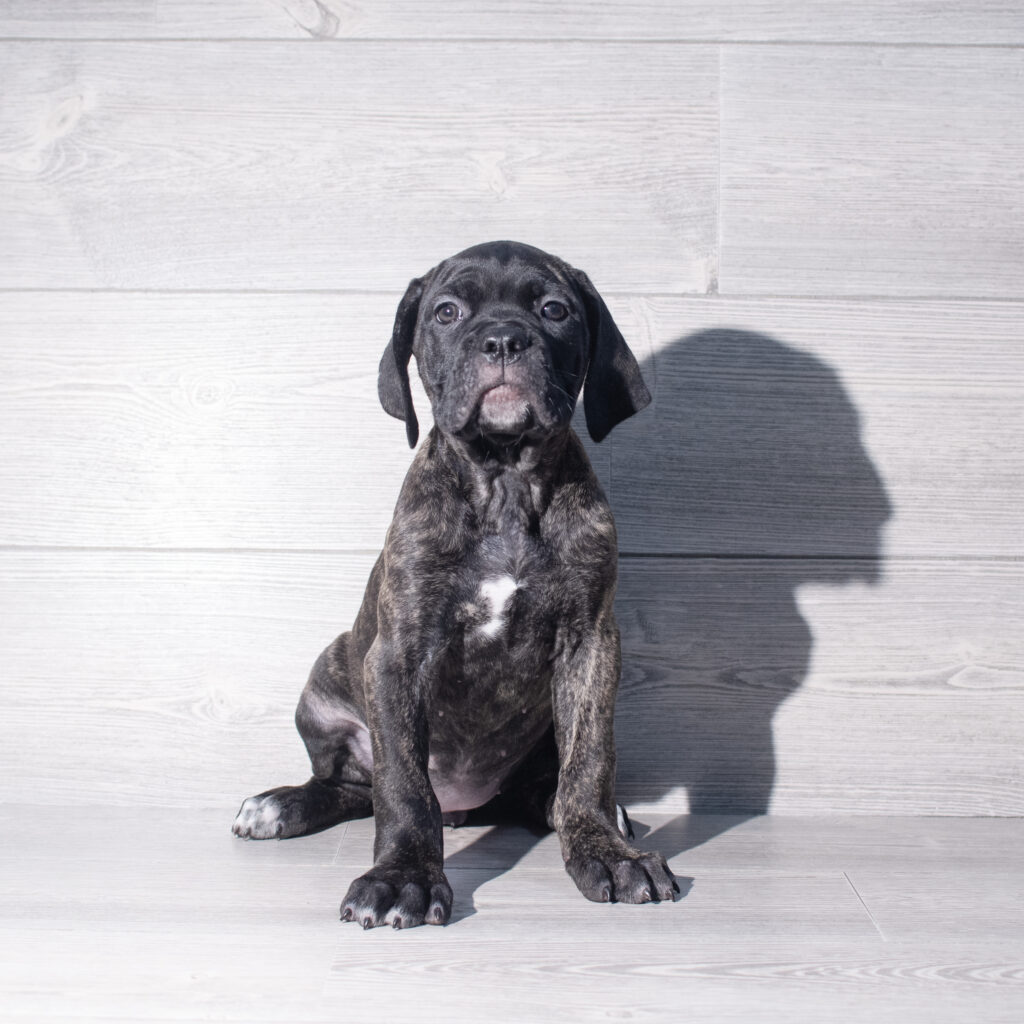 [#26211-11]  - Black Brindle F Cane Corso Puppies for Sale
