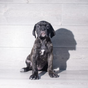 Petland Cleveland Cane Corso puppy available