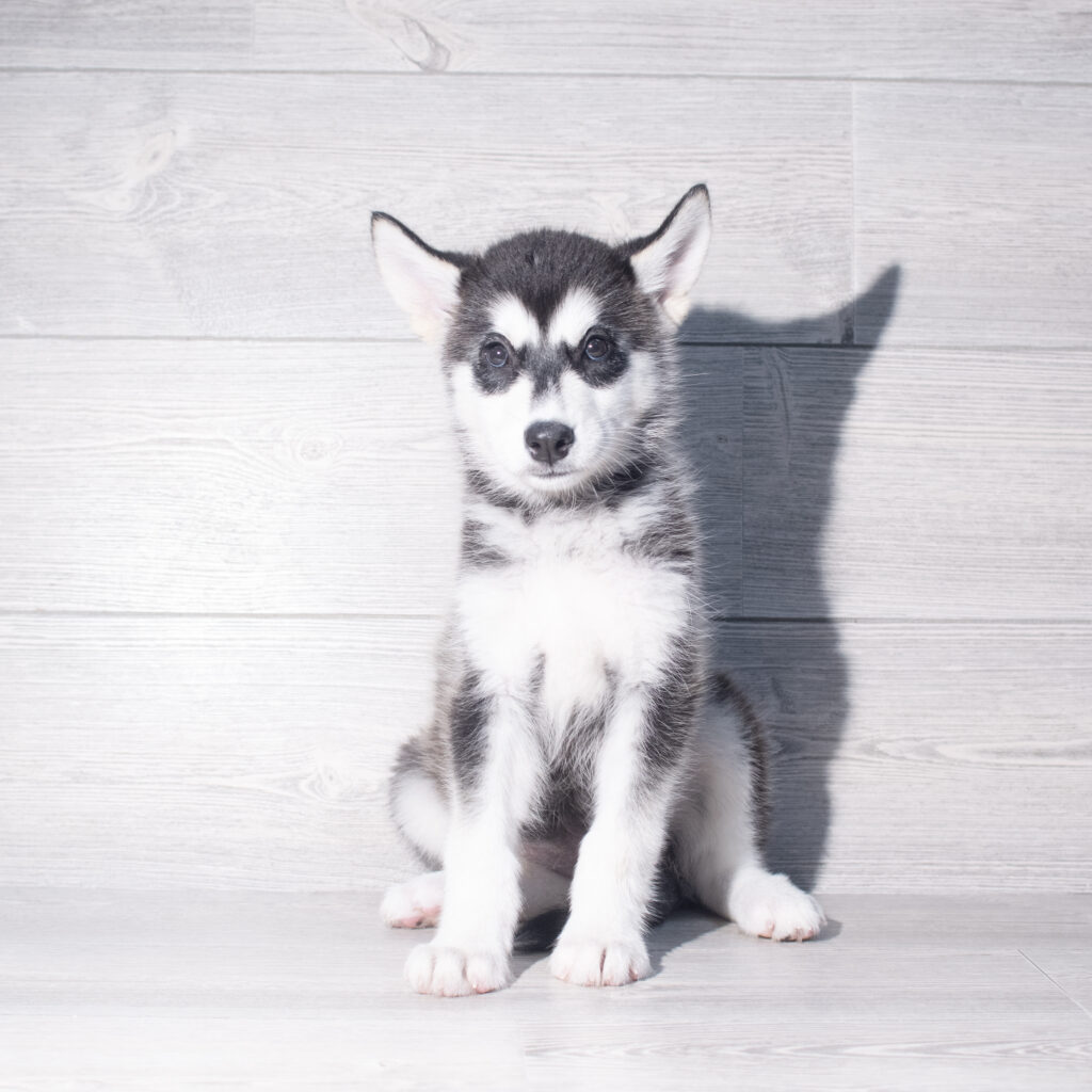 [#26204-02]  - Black / White F Alaskan Malamute Puppies for Sale