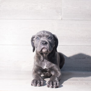 Petland Cleveland Cane Corso puppy available