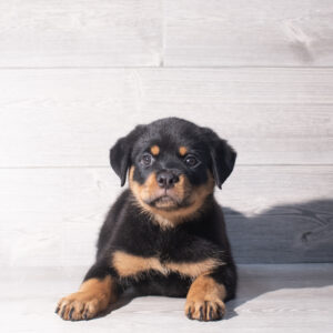Rottweiler (M) 2447