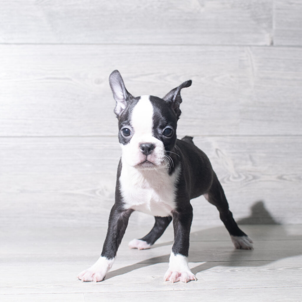[#26146-05]  - Black / White F Boston Terrier Puppies for Sale