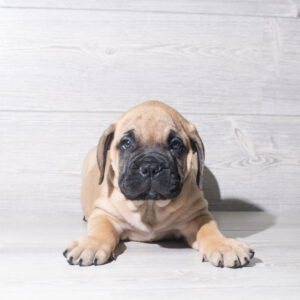 Petland Cleveland Bullmastiff puppy available