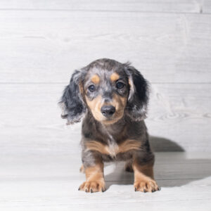 Dachshund (F) 6055