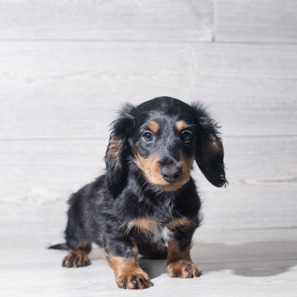 [#26147-04]  - Black / Tan M Dachshund Puppies for Sale