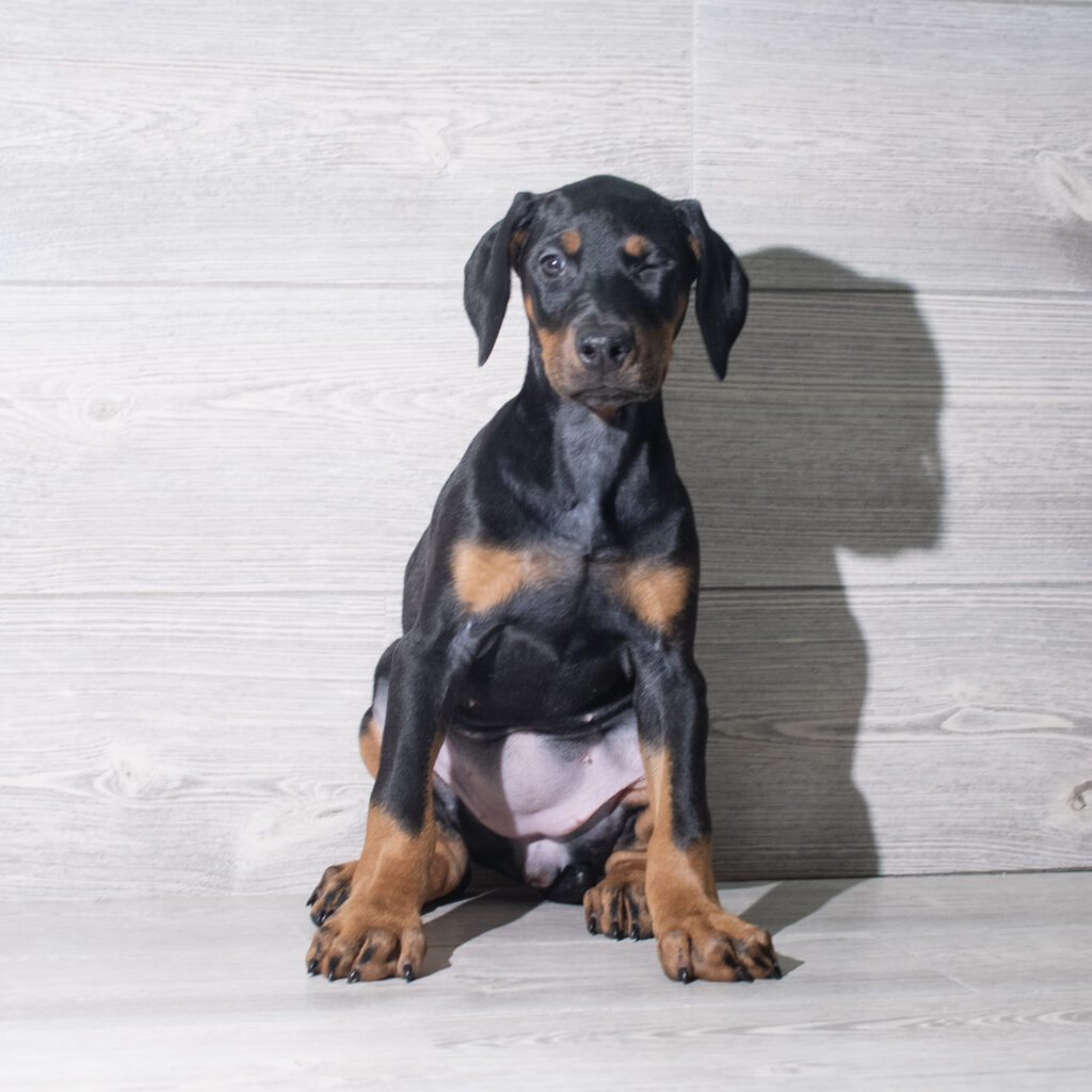 [#261405-09]  - Black / Rust F Doberman Pinscher Puppies for Sale