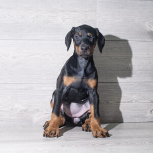 Petland Cleveland Doberman Pinscher puppy available