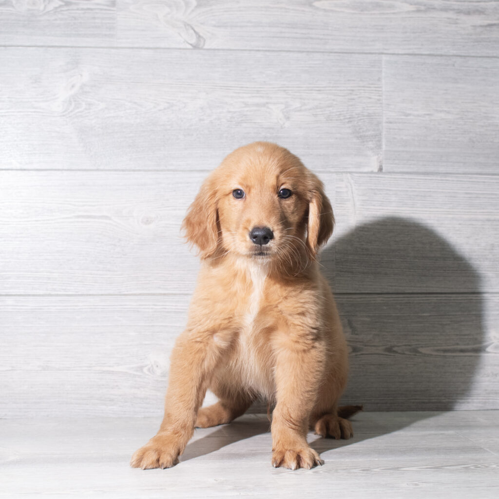 [#26155-02]  - Red / White M Golden Retriever Puppies for Sale