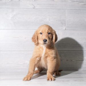 Petland Cleveland Golden Retriever puppy available
