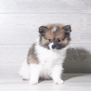 Pomeranian (F) 6051
