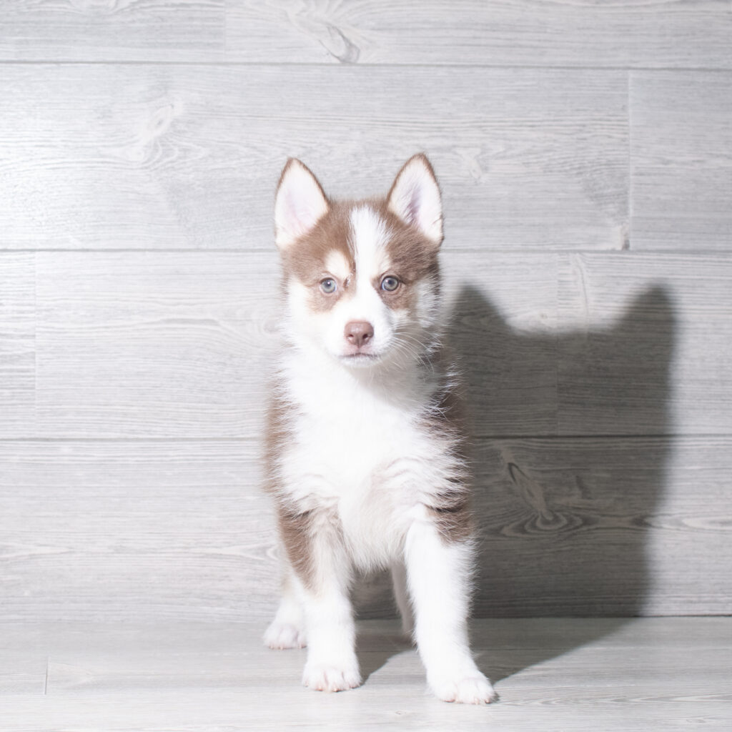 [#26161-05]  - Chocolate / White M Pomsky Puppies for Sale