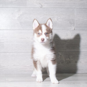Petland Cleveland Pomsky puppy available