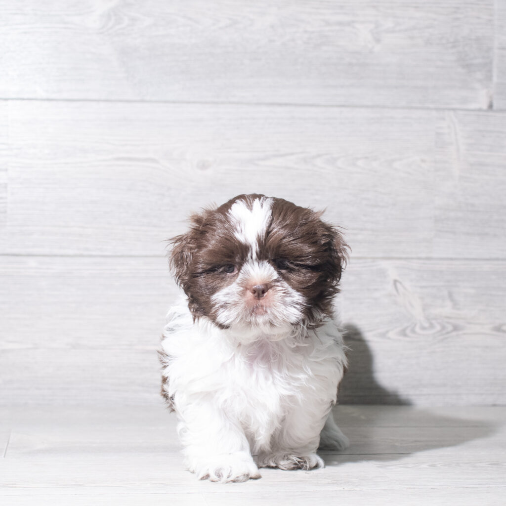 [#261368-02]  - Chocolate M Shih Tzu Puppies for Sale