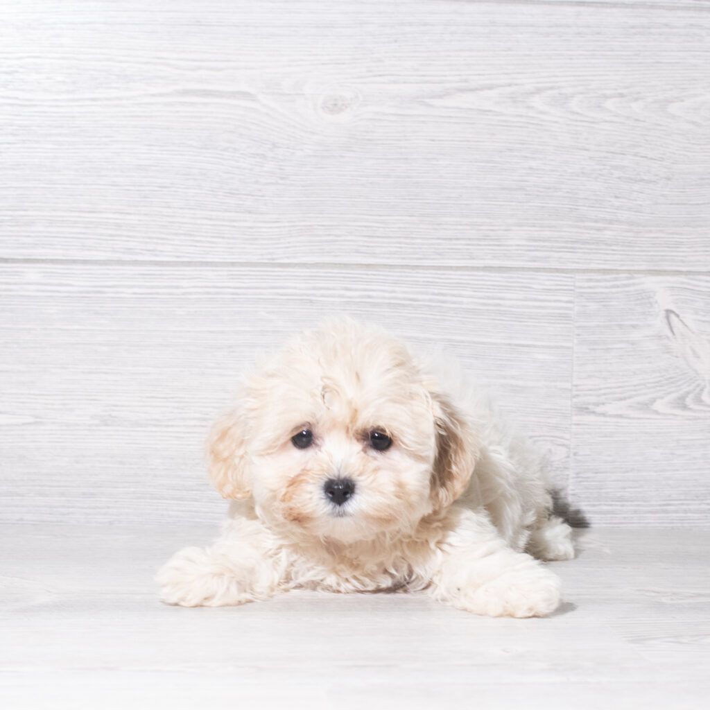 [#261299-02]  - White F Teddy Bear Puppies for Sale