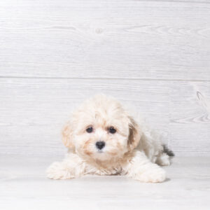 Teddy Bear (F) 6057