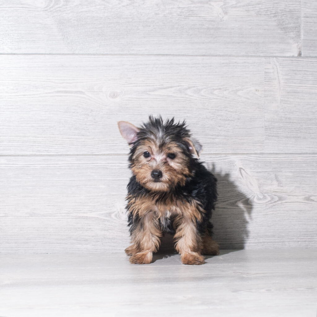 [#261096-03]  - Black / Tan F Yorkshire Terrier Puppies for Sale