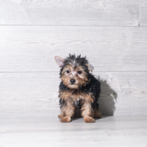 Petland Cleveland Yorkshire Terrier puppy available