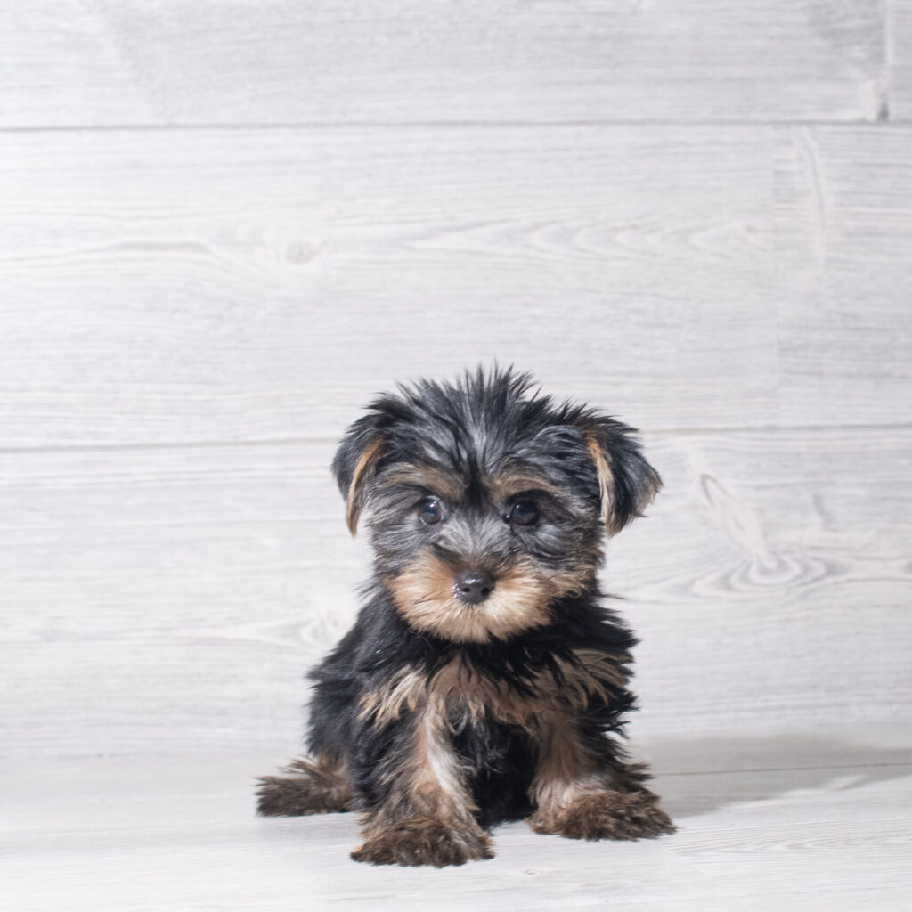 [#261658-04]  - Black / Tan F Yorkshire Terrier Puppies for Sale
