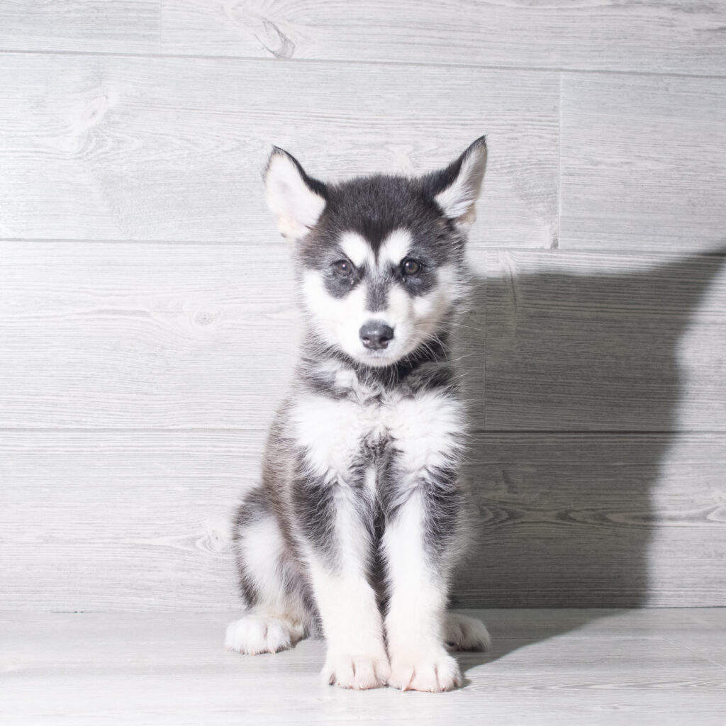 [#26204-01]  - Black / White M Alaskan Malamute Puppies for Sale
