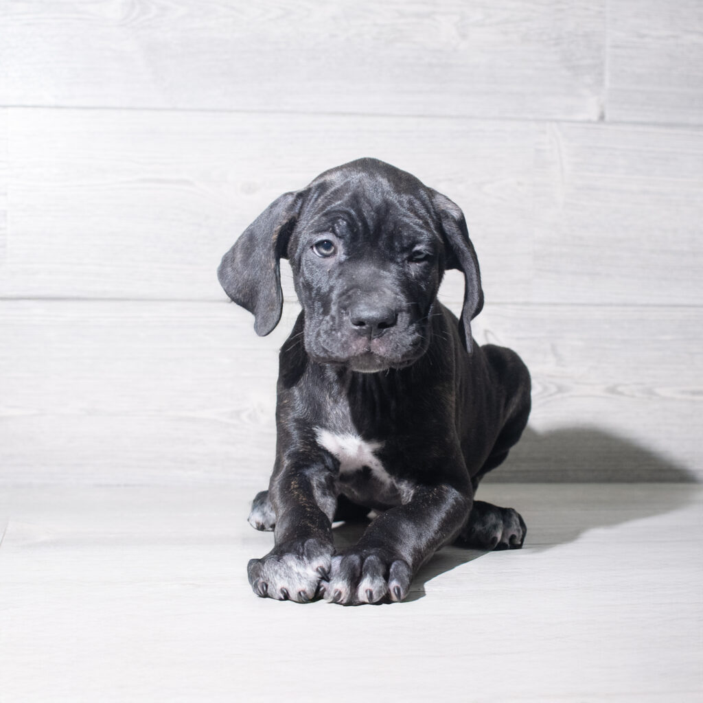 [#26211-04]  - Black Brindle M Cane Corso Puppies for Sale