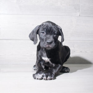Cane Corso (M) 6064