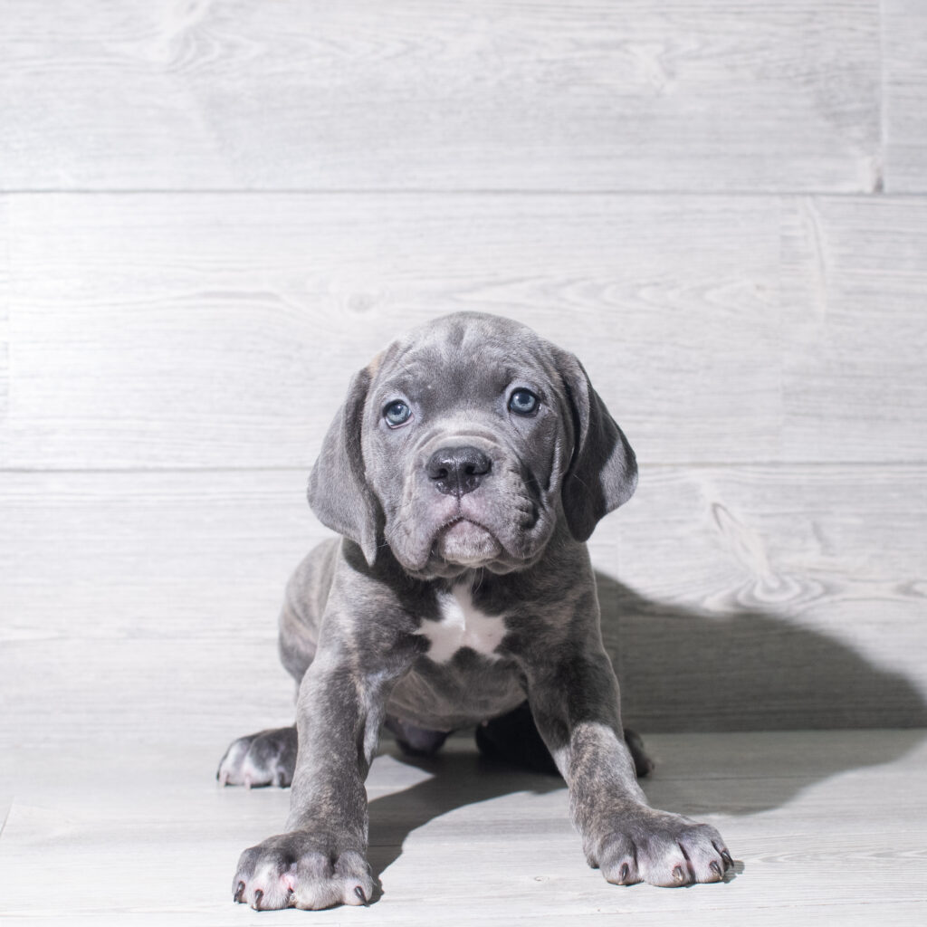 [#26211-09]  - Blue F Cane Corso Puppies for Sale