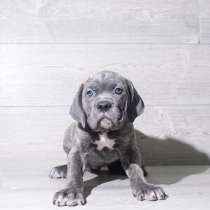 Petland Cleveland Cane Corso puppy available