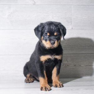 Rottweiler (M) 6066