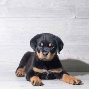 Rottweiler (F) 6068