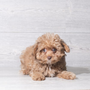 Pomapoo (M) 6069