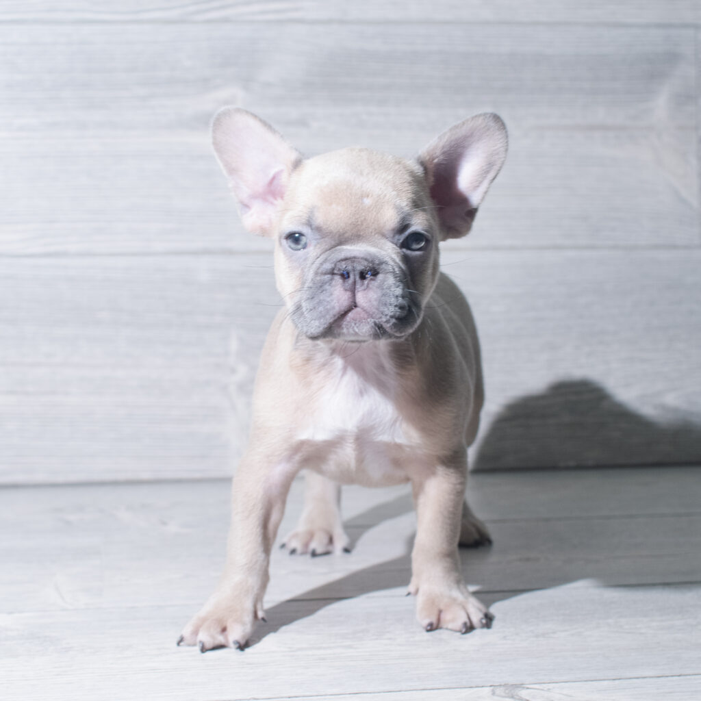 [#261346-02]  - Fawn F French Bulldog Puppies for Sale