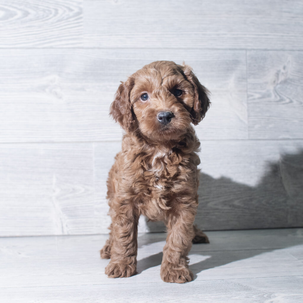 [#261411-03]  - Red M Cock A Poo Puppies for Sale