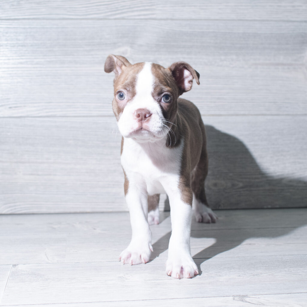 [#261389-03]  - Brown / White M Boston Terrier Puppies for Sale