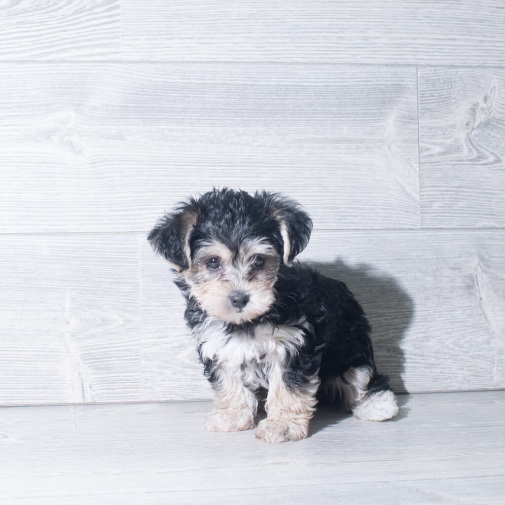 [#261270-01]  - Black / Tan M Yochon Puppies for Sale