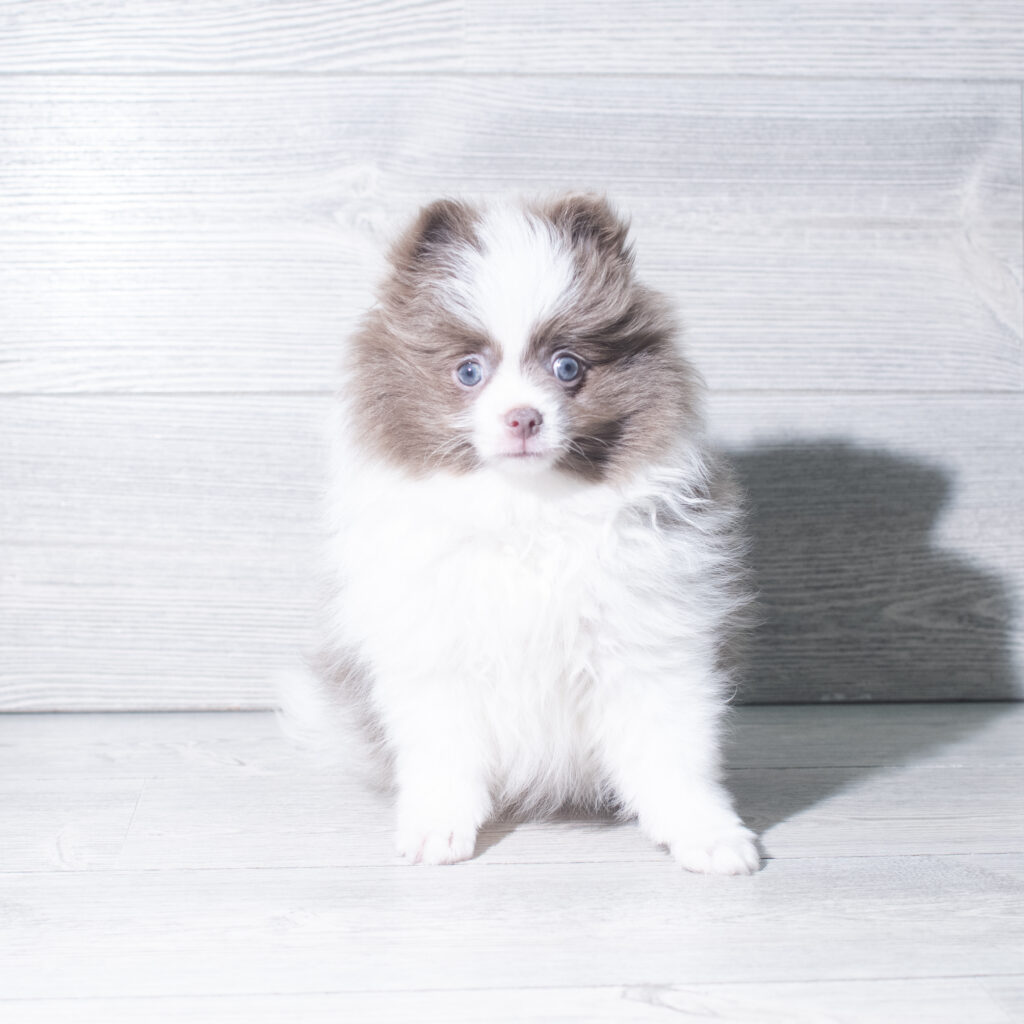 [#261281-01]  - Merle M Pomeranian Puppies for Sale