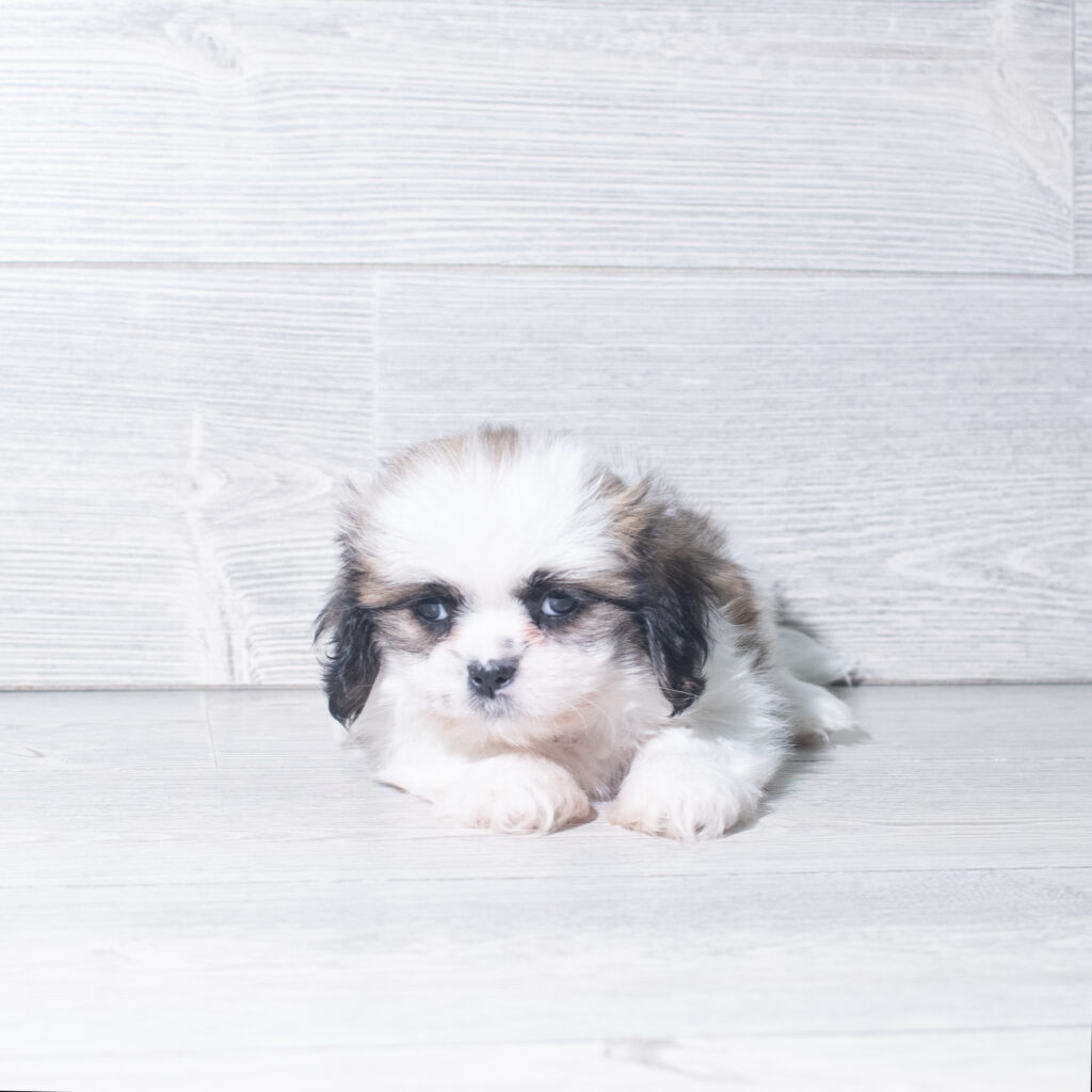 [#261333-04]  - Brown / White F Shih Tzu Puppies for Sale