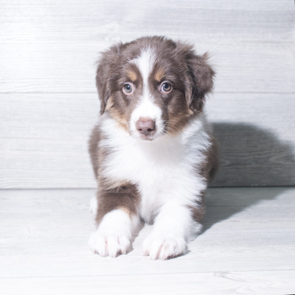 [#26187-05]  - Red F Miniature Australian Shepherd Puppies for Sale