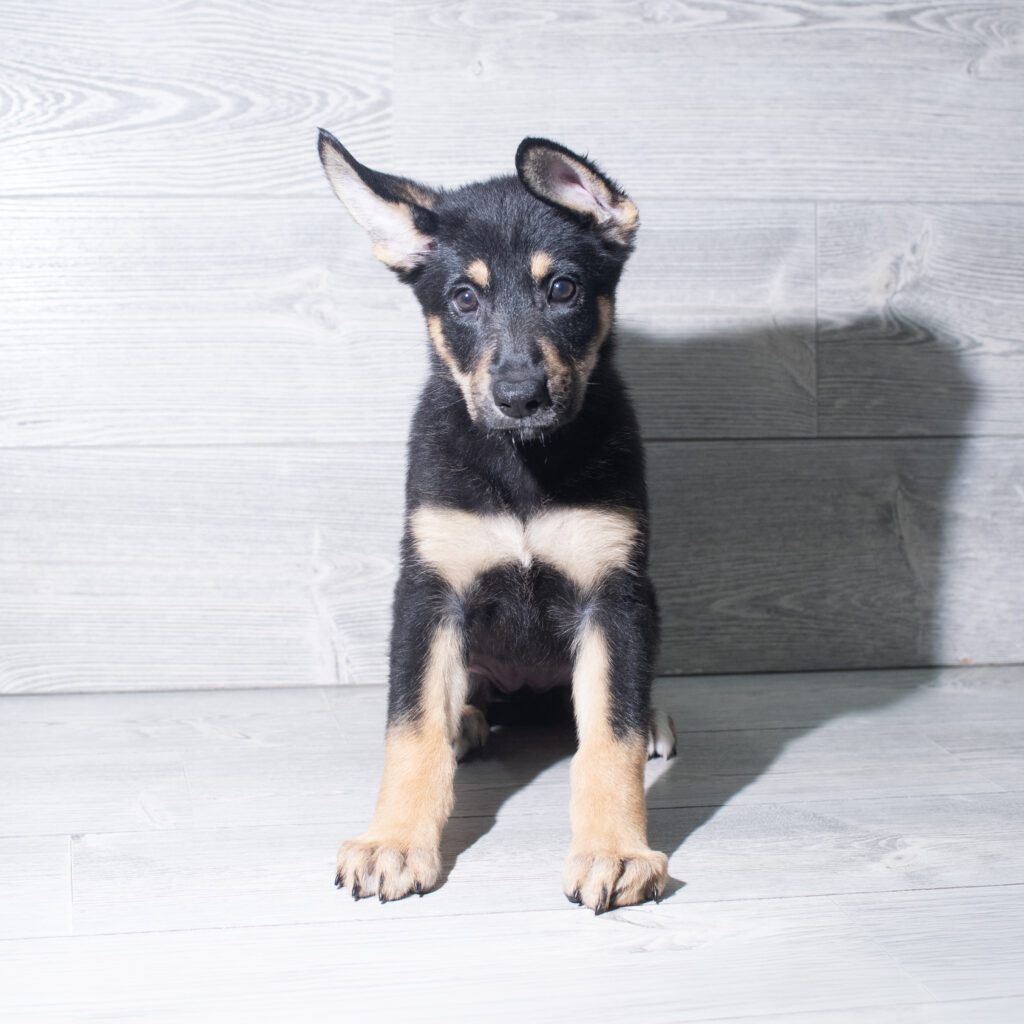 [#26201-07]  - Black / Tan F German Shepherd Dog Puppies for Sale