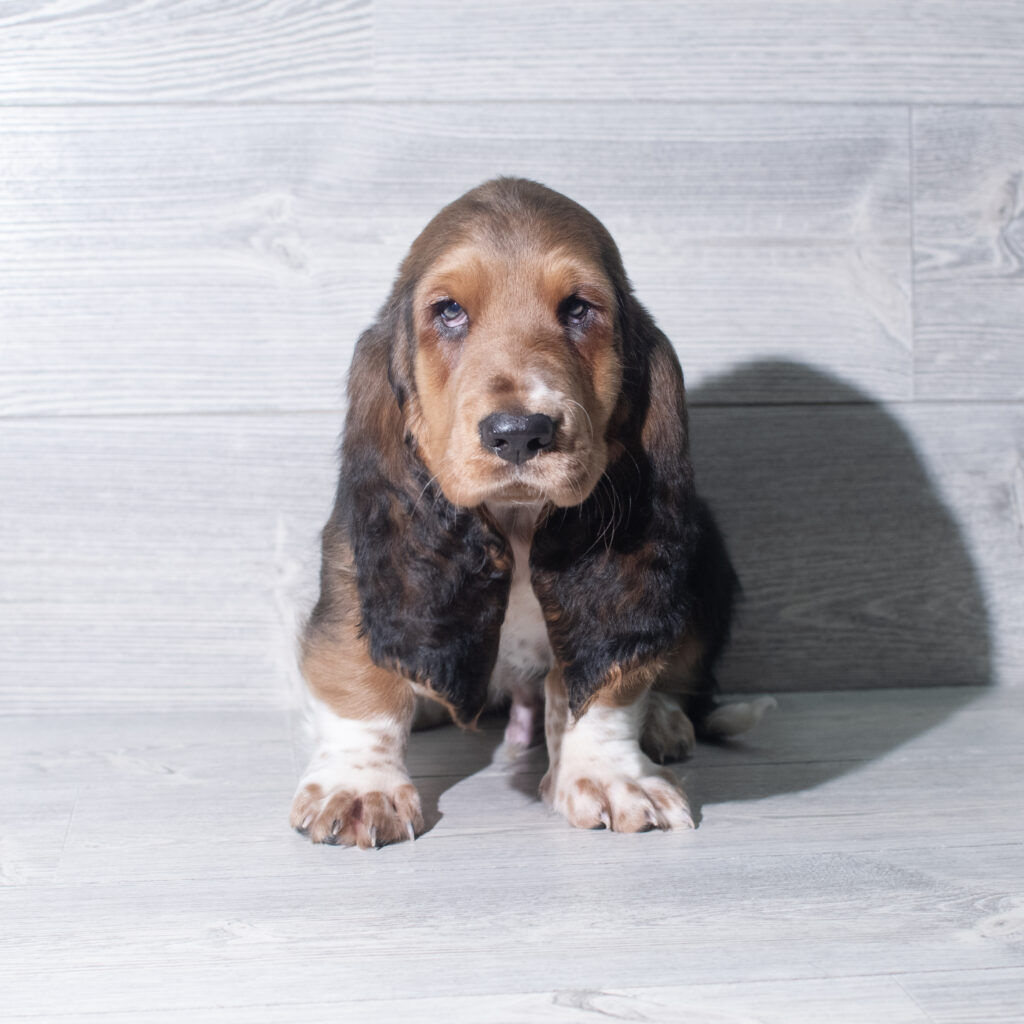 [#26205-03]  - Tri-Colored M Basset Hound Puppies for Sale