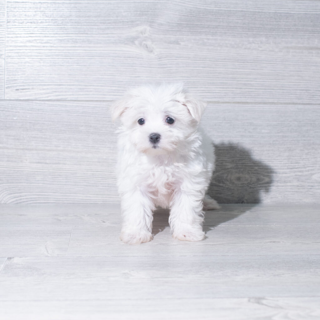 [#261248-04]  - White F Maltese Puppies for Sale
