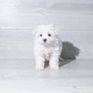 Petland Cleveland Maltese puppy available