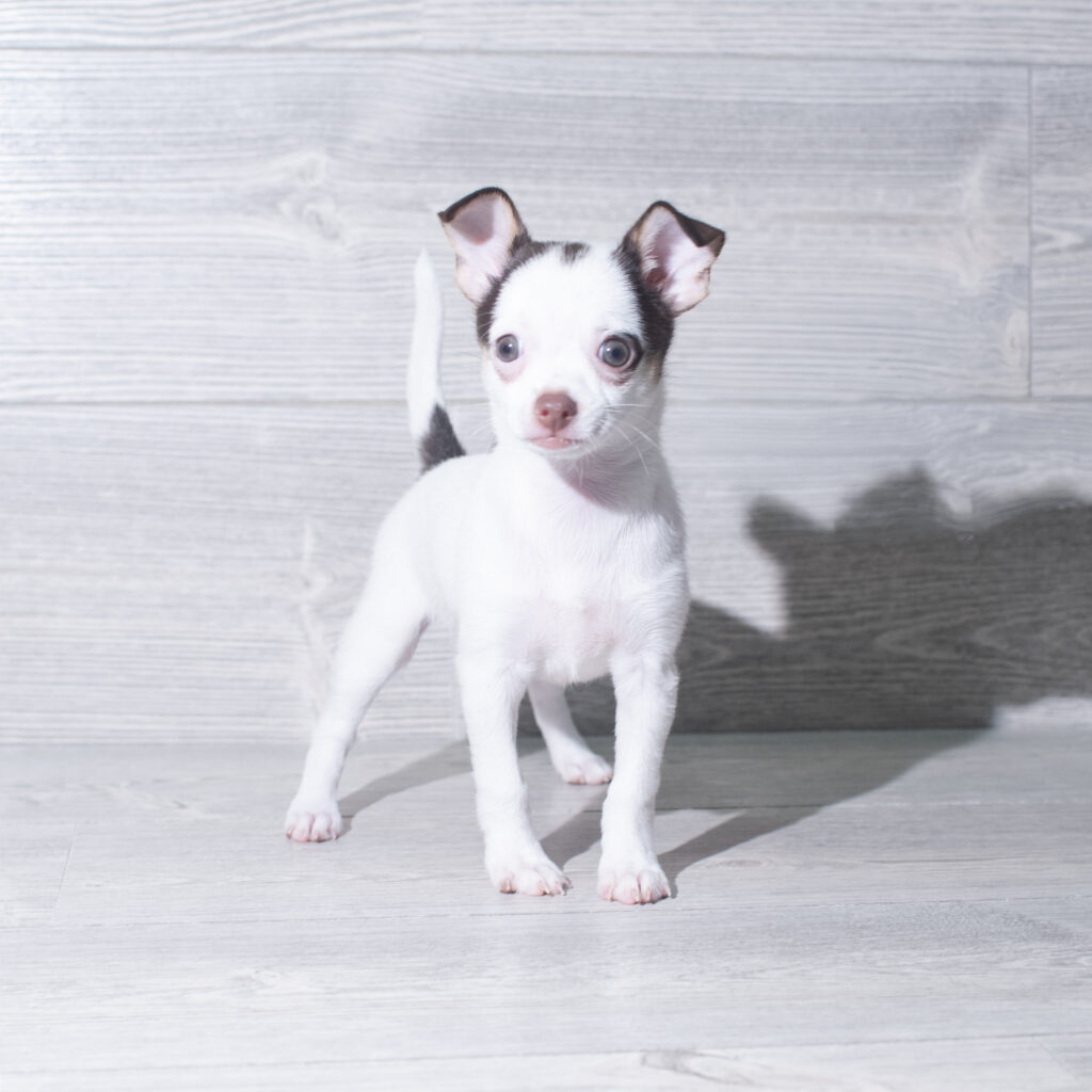 [#261309-05]  - Chocolate F Chihuahua Puppies for Sale