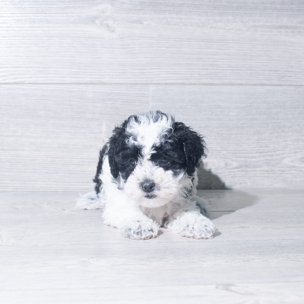 [#261332-04]  - Black / White F ShihPoo Puppies for Sale