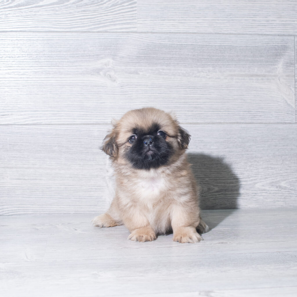 [#261335-01]  - Brown M Pekingese Puppies for Sale