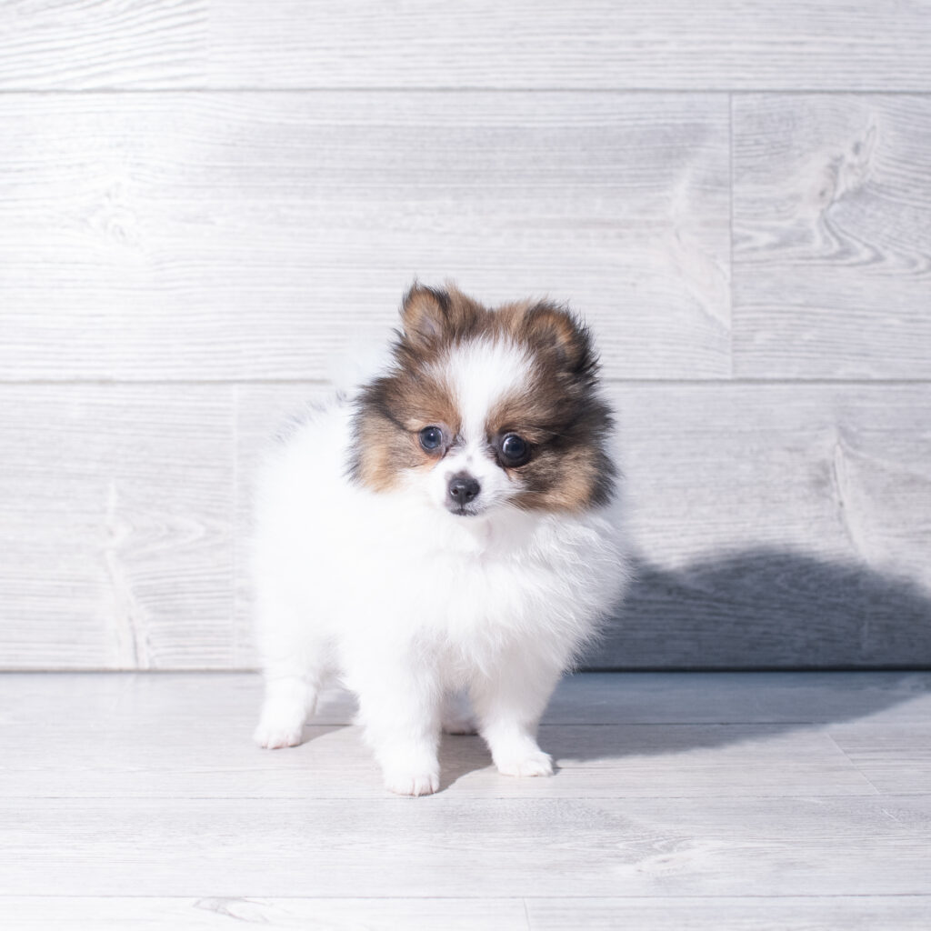 [#261281-02]  - Tri-Colored F Pomeranian Puppies for Sale