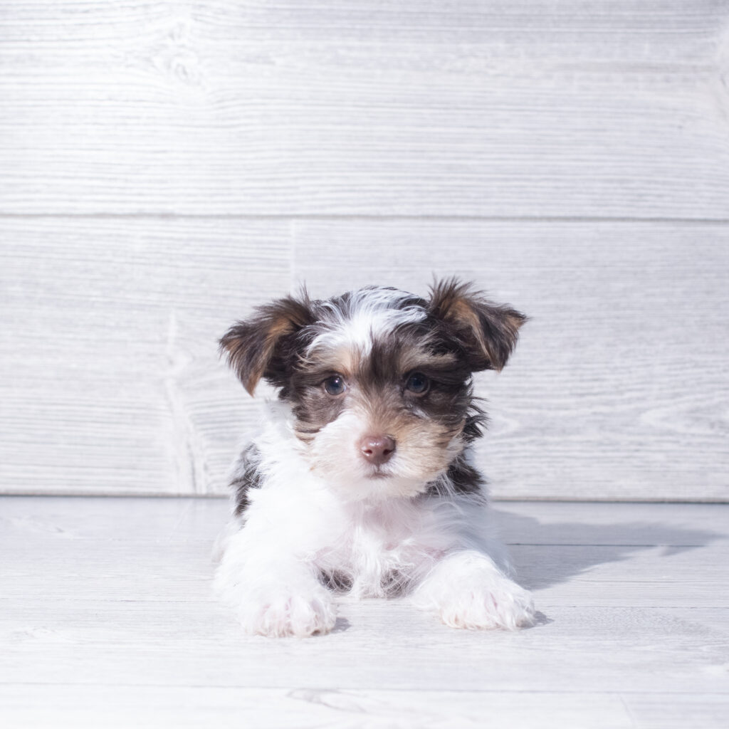 [#261330-01]  - Chocolate M Yorkshire Terrier Puppies for Sale