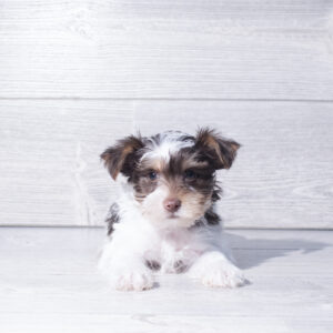 Petland Cleveland Yorkshire Terrier puppy available