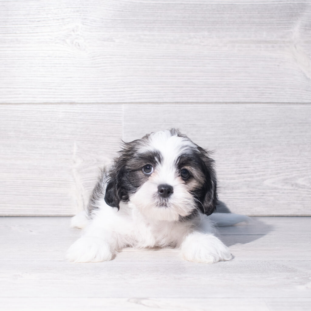 [#261327-02]  - Brown / White M Shih Tzu Puppies for Sale