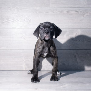 Petland Cleveland Cane Corso puppy available