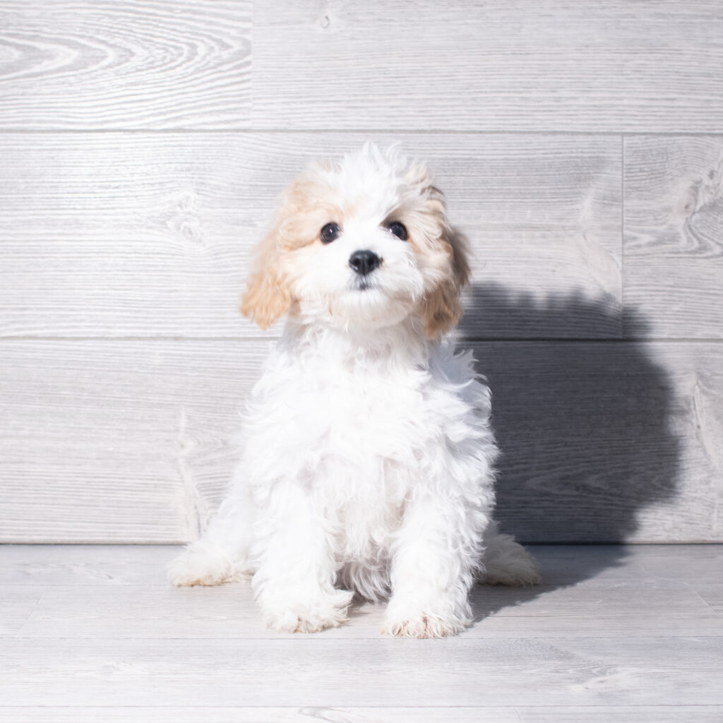 [#261314-06]  - Blenheim / White F Cavachon Puppies for Sale